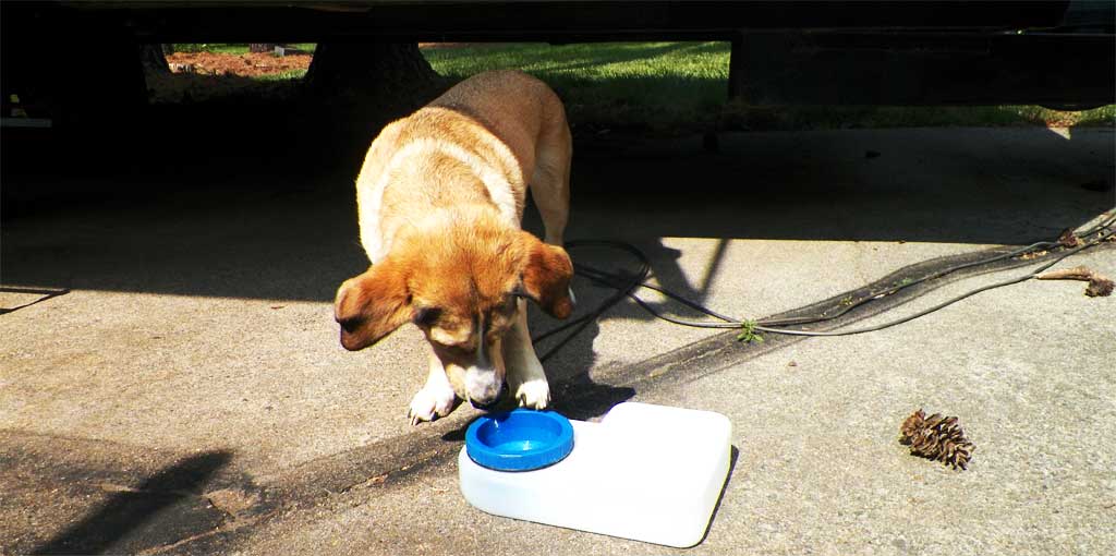 An RV’s Best Friend – a Spill Proof Dog Water Bowl